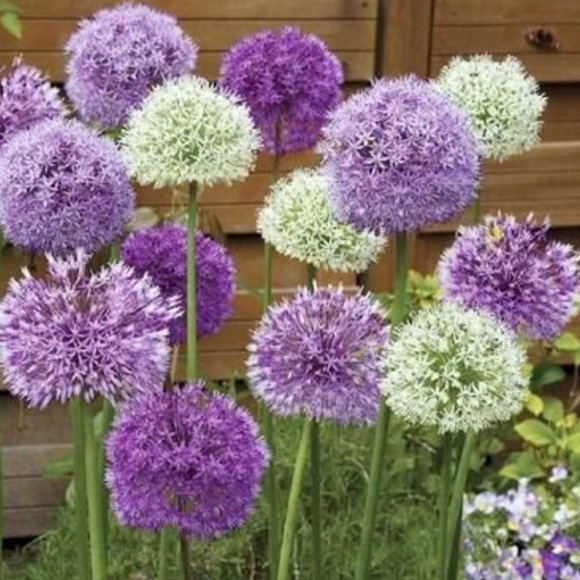 Meet your Posher, Anna - Picture 3 of 3